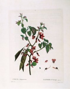 जूडस ट्री (सर्सिस सिलीक्वास्ट्रम), हेनरी लुई डुहामेल डू मोंसेउ, वानस्पतिक प्लेट द्वारा पियरे जोसेफ रेडौटे द्वारा पियरे जोसेफ रेडाउट