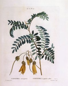 कोहाई (सोफोरा टेट्राप्टेरा या एडवर्ड्सिया ग्रैंडिफ्लोरा), हेनरी लुई डुहामेल डू मोंसेउ, वानस्पतिक प्लेट द्वारा पियरे जोसेफ रेडौटे द्वारा पियरे जोसेफ रेडाउट