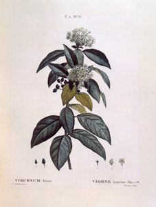 लौरस्टिनस (वाइबर्नम टिनस), हेनरी लुई डुहामेल डु मोंसेउ, बॉटनिकल प्लेट द्वारा पियरे जोसेफ रेडौटे द्वारा पियरे जोसेफ रेडाउट