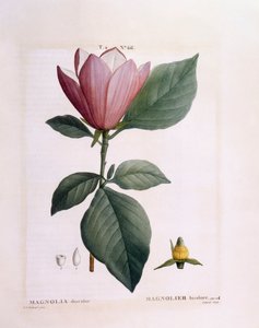 मैगनोलिया (मैगनोलिया डिसकलर), हेनरी लुई डुहामेल डू मोंसेउ, बॉटनिकल प्लेट द्वारा पियरे जोसेफ रेडौटे द्वारा पियरे जोसेफ रेडाउट