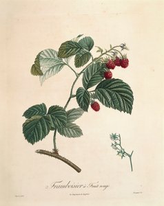 पियरे जोसेफ रेडआउट द्वारा रास्पबेरी (1759-1840) द्वारा पियरे जोसेफ रेडाउट