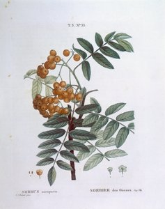 रोवन या यूरोपीय पर्वत राख (सोरबस औकुपरिया), हेनरी लुई डुहामेल डु मोंसेउ, वानस्पतिक प्लेट द्वारा पियरे जोसेफ रेडौटे द्वारा पियरे जोसेफ रेडाउट