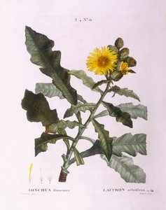 थीस्ल बोएं (सोन्चस फ्रूटिकोसस), हेनरी लुई डुहामेल डु मोंसेउ, वानस्पतिक प्लेट द्वारा पियरे जोसेफ रेडौटे द्वारा पियरे जोसेफ रेडाउट
