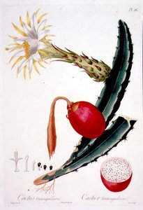  द्वारा पियरे एंटोनी (बाद में) Poiteau