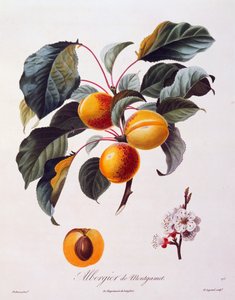 खुबानी के फल और फूल अल्बर्गियर डी मोंटगामेट, 1846 के बारे में, पोमोल्गी फ़्रैंकैस, फ्रांस से पियरे-एंटोनी पोएटो द्वारा रंगीन उत्कीर्णन