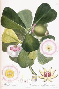 क्लूसिया रसिया, क्लूसियर गुलाबी फूलों के साथ, 1808-1828 द्वारा पियरे एंटोनी पॉइट्यू