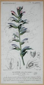 एकेंथस मोलिस, c.1820 (रंगीन उत्कीर्णन) द्वारा पियरे जीन फ्रेंकोइस (बाद में) टरपीन