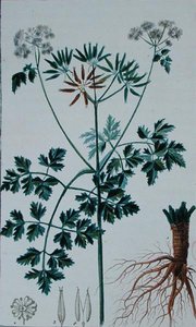 फ्रांकोइस पियरे चौमेटन (1775-1819) द्वारा 'फ्लोर डू डिक्शननेयर डेस साइंसेज मेडिकल्स' से चेरिल का चित्रण करने वाली बॉटनिकल प्लेट, 1813-1820 में प्रकाशित (रंग उत्कीर्णन) द्वारा पियरे जीन फ्रेंकोइस (बाद में) टरपीन