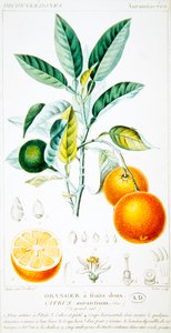 साइट्रस ऑरेंटियम या सेविले ऑरेंज, c.1820 (रंग उत्कीर्णन) द्वारा पियरे जीन फ्रेंकोइस (बाद में) टरपीन