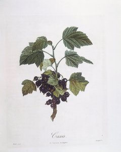 ब्लैककरंट (रिब्स नाइग्रम) या ब्लैककरंट नोइर डी बौर्गोगेन हेनरी लुई डुहामेल डु मोंसेउ, वानस्पतिक प्लेट द्वारा पियरे जीन फ्रेंकोइस टर्पिन द्वारा पियरे जीन फ्रांकोइस टरपीन