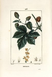 क्लाइंबिंग हॉप्स - हॉप्स, ह्यूमुलस ल्यूपुलस। पियरे जीन-फ्रेंकोइस टर्पिन द्वारा चौमेटन, पोएरेट और चेम्बरेट के "" ला फ्लोर मेडिकल, "" पेरिस, पैनकॉके से एक ड्राइंग से लैम्बर्ट जूनियर द्वारा उत्कीर्ण हाथ से रंगा हुआ स्टिपल कॉपरप्लेट द्वारा पियरे जीन फ्रांकोइस टरपीन