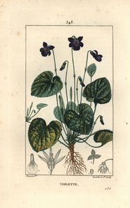 सुगंधित बैंगनी - मीठा बैंगनी, वायोला गंध, फूल, पत्ती, तना और जड़ों के साथ। चाउमेटन, पोएरेट और चेम्बरेट के "" ला फ्लोर मेडिकल, "" परी से पियरे जीन-फ्रेंकोइस टर्पिन द्वारा एक चित्र से लैम्बर्ट जूनियर द्वारा उत्कीर्ण हाथ के रंग का स्टिपल क द्वारा पियरे जीन फ्रांकोइस टरपीन