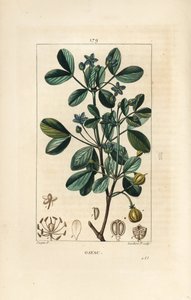 Gaiac या पवित्र लकड़ी, जीवन की लकड़ी - Guaiacum, Guajacum officinale। पियरे जीन-फ्रेंकोइस टर्पिन द्वारा चौमेटन, पोएरेट और चेम्बरेट के "" ला फ्लोर मेडिकल, "" पेरिस, पैनकॉके से एक ड्राइंग से लैम्बर्ट जूनियर द्वारा उत्कीर्ण हाथ से रंगा हुआ द्वारा पियरे जीन फ्रांकोइस टरपीन