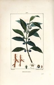 Ipeca या Ipecacuana - Ipecacuanha, साइकोट्रिया इमेटिका, पत्ती, फूल और जड़ के साथ। चाउमेटन, पोएरेट और चेम्बरेट के "" ला फ्लोरे मेडिकल, "पर से पियरे जीन-फ्रेंकोइस टर्पिन द्वारा एक चित्र से लैम्बर्ट जूनियर द्वारा उत्कीर्ण हाथ के रंग का स्टिपल क द्वारा पियरे जीन फ्रांकोइस टरपीन