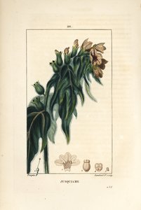 Jusquiame - जहर मेंहदी, Hyoscyamus vulgaris, फूल, पत्ती और बीज। पियरे जीन-फ्रेंकोइस टर्पिन द्वारा चौमेटन, पोएरेट और चेम्बरेट के "" ला फ्लोर मेडिकल, "" पेरिस, पैनकौ से एक ड्राइंग से लैम्बर्ट जूनियर द्वारा उत्कीर्ण हाथ से रंगा हुआ स्टिपल  द्वारा पियरे जीन फ्रांकोइस टरपीन