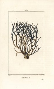 Orseille या फ्रेंच बैंगनी (लाइकेन) - Orcein या Archil, Roccella Tinctoria, केप वर्डे द्वीपों से डाई के लिए इस्तेमाल किया जाने वाला लाइकेन। चाउमेटन, पोइरेट ए से पियरे जीन-फ्रेंकोइस टर्पिन द्वारा एक ड्राइंग से लैम्बर्ट जूनियर द्वारा उत्कीर्ण हाथ के रंग का स्