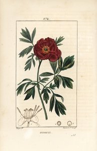 Peony officinale - यूरोपीय peony, Paeonia officinalis, फूल, पत्ती और फूलों के हिस्सों की रूपरेखा के साथ। चाउमेटन, पोएरेट और चेम्बरेट के "" ला एफ से पियरे जीन-फ्रेंकोइस टर्पिन द्वारा एक ड्राइंग से लैम्बर्ट जूनियर द्वारा उत्कीर्ण हाथ के रंग का स्टि