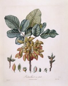 पिस्ता (पिस्ता वेरा), हेनरी लुई डुहामेल डू मोंसेउ, वानस्पतिक प्लेट द्वारा पियरे जीन फ्रेंकोइस टर्पिन द्वारा पियरे जीन फ्रांकोइस टरपीन