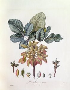 पिस्ता (पिस्ता वेरा), हेनरी लुई डुहामेल डू मोंसेउ, वानस्पतिक प्लेट द्वारा पियरे जीन फ्रेंकोइस टर्पिन द्वारा पियरे जीन फ्रांकोइस टरपीन