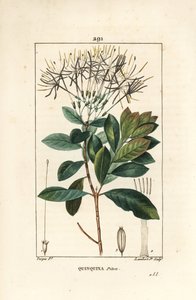 क्विनक्विना पिटोन - फूल, पत्ती, डंठल और बीज के साथ Exostema sanctae-luciae (syn। सिनकोना फ्लोरिबंडा)। चाउमेटन, पोएरेट और चेम्बरेट के "" ला से पियरे जीन-फ्रेंकोइस टर्पिन द्वारा एक ड्राइंग से लैम्बर्ट जूनियर द्वारा उत्कीर्ण हाथ से रंगा हुआ स्टिपल क द्वारा पियरे जीन फ्रांकोइस टरपीन