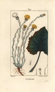 Tussilage ou pas d'donkey - Colts foot, Tussilago fara, फूल, पत्ती, तना और जड़ के साथ। चाउमेटन, पोएरेट और चेम्बरेट के "" ला फ्लोर मेडिकल से पियरे जीन-फ्रेंकोइस टर्पिन द्वारा एक ड्राइंग से लैम्बर्ट जूनियर द्वारा उत्कीर्ण हाथ से रंगा हुआ स्टिपल द्वारा पियरे जीन फ्रांकोइस टरपीन