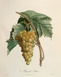 पियरे जीन फ्रेंकोइस टर्पिन (1775-1840) द्वारा व्हाइट मस्कट अंगूर द्वारा पियरे जीन फ्रांकोइस टरपीन
