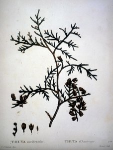 Thuya occidentalis या Thuya d'americe - "" न्यू डुहामेल डू मोंसेउ या पेड़ों पर ग्रंथ और फ्रांस में उस संस्कृति को समेटे हुए "", पीजे रेडआउट और पी। बेसा के चित्र के अनुसार आंकड़े द्वारा पियरे जोसेफ (बाद) रेडआउट