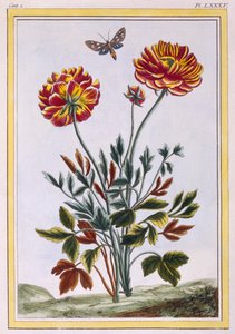 डबल फूल वाले पीले खसखस की एक किस्म, c.1776 (हाथ से सजी रंग की नक्काशी)