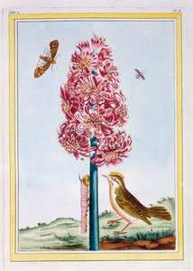 जलकुंभी, c.1766 (हाथ से सजी नक्काशी) द्वारा पियरे जोसेफ बुकोज़ो