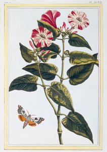 ला बेले डे नुइट मॉर्निंग ग्लोरी, पब। 1776. द्वारा पियरे जोसेफ बुकोज़ो