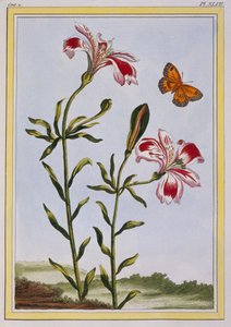 इंकास पेरुवियन लिली का चित्तीदार फूल, पब। 1776. द्वारा पियरे जोसेफ बुकोज़ो