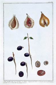 जायफल, सी1751-1807 द्वारा पियरे जोसेफ बुकोज़ो