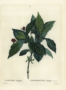 अल्पाइन हनीसकल, लोनीसेरा एल्पिगेना। हेनरी लुई डुहामेल डू मोंसेल के ट्रीट डेस अर्ब्रेस एट श्रुस्टेस, पेरिस से पियरे-जोसेफ रेडआउट द्वारा एक चित्रण के बाद डू रुइसेउ द्वारा हाथ से रंगा हुआ स्टिपल उत्कीर्ण द्वारा पियरे जोसेफ रेडाउट