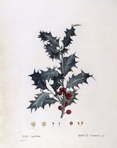 Aquifoliaceae - यूरोपियन हॉली (Ilex aquifolium)। (वनस्पति प्लेट द्वारा पियरे जोसेफ रेडाउट