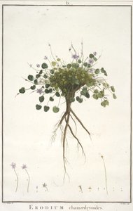 डेज़ी chamaedryoides, Geraniologia, या घंटे, PELARGONII से, Monsoniae Grielum इतिहास माउस वर्णन करने के लिए, 1787-1788 (हाथ से रंग का उत्कीर्णन) द्वारा पियरे जोसेफ रेडाउट