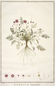 डेज़ी supracanum, Geraniologia, या घंटे, PELARGONII से, Monsoniae Grielum इतिहास माउस वर्णन करने के लिए, 1787-1788 (हाथ से रंग का उत्कीर्णन) द्वारा पियरे जोसेफ रेडाउट
