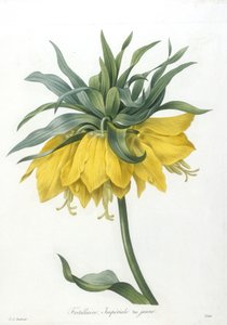 सबसे सुंदर फूल और सबसे सुंदर फल, 1827 के चयन से फ्रिलरी, इम्पीरियल पीले रंग की विविधता,