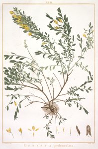 स्ट्रिप्स कि नए या उससे कम Cognitae, 1784 से ब्रूम डंठल (हाथ से रंग का उत्कीर्णन) द्वारा पियरे जोसेफ रेडाउट