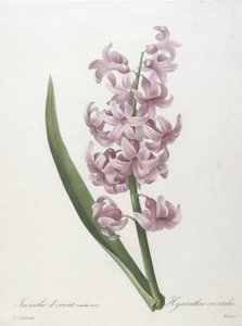 सबसे सुंदर फूल और सबसे सुंदर फल, 1827 की पसंद से जलकुंभी प्राच्य, जलकुंभी प्राच्य,
