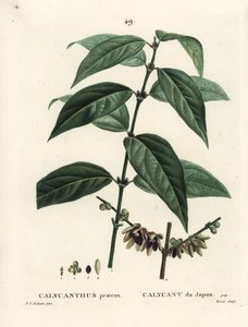 जापानी allspice, Chimonanthus praecox (Calycanthus praecox)। हेनरी लुई डुहामेल डू मोंसेल के ट्रीट डेस अर्ब्रेस एट श्रुस्टेस, पेरिस से पियरे-जोसेफ रेडौटे द्वारा एक चित्रण के बाद मोरेट द्वारा उत्कीर्ण हाथ के रंग का स्टिपल उत्कीर्णन द्वारा पियरे जोसेफ रेडाउट