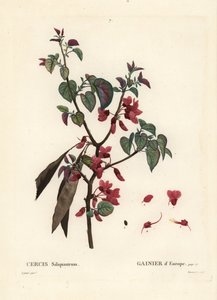 यहूदा का पेड़, Cercis सिलिकास्ट्रम। हेनरी लुई डुहामेल डू मोंसेल के ट्रीट डेस ट्रीज़ एट श्रुस्टेस, पेरिस से पियरे-जोसेफ रेडआउट द्वारा एक चित्रण के बाद टैसर्ट द्वारा हाथ से रंगा हुआ स्टिपल उत्कीर्णन द्वारा पियरे जोसेफ रेडाउट