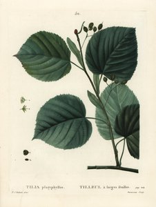लार्जलीफ लिंडन ट्री, टिलिया प्लैटिफिलोस। हेनरी लुई डुहामेल डू मोंसेल के ट्रीट डेस अर्ब्रेस एट श्रुस्टेस, पेरिस से पियरे-जोसेफ रेडौटे द्वारा एक चित्रण के बाद डू रुइसेउ द्वारा हाथ से रंगा हुआ स्टिपल उत्कीर्णन द्वारा पियरे जोसेफ रेडाउट