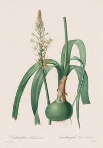लिलिएसी: ऑर्निथोगैलम लॉन्गिब्रैक्टिएटम द्वारा Pierre-Joseph Redouté