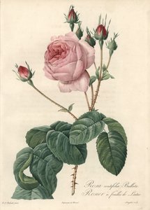 लेट्यूस लीफ रोज - लेस रोजेस से पियरे जोसेफ रेडौटे (1759-1840) के एक चित्रण के आधार पर ईओ फोर्ट डी लैंग्लोइस द्वारा पियरे जोसेफ रेडाउट