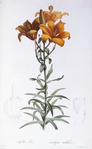 लिलियम davidii द्वारा पियरे जोसेफ रेडाउट