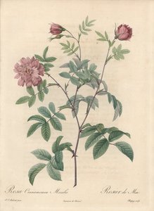 मई गुलाब या दालचीनी गुलाब - पियरे जोसेफ रेडौटे (1759-1840) के एक दृष्टांत से एउ फोर्टे डी चापुय, लेस रोजेज से निकाला गया द्वारा पियरे जोसेफ रेडाउट