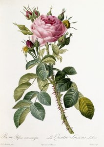 रोजा बिफरे मैक्रोकार्पा, 1817-1824 द्वारा पियरे जोसेफ रेडाउट