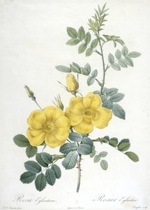 रोजा एलगेंटरिया, रॉस एगलेंटियर, लेस रोजेज से, 1817-24 (हाथ से बने हुए स्टीपल उत्कीर्णन) द्वारा पियरे जोसेफ रेडाउट