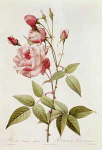 रोजा इंडिका वुल्गैरिस, द रोज़ेस &39;से क्लॉड एंटोनी थोरी (1757-1827) द्वारा Eustache Hyacinthe Langlois (1777-1837) 1817 द्वारा उकेरी गई द्वारा पियरे जोसेफ रेडाउट