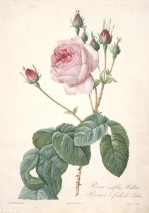 रोजा सेंटिफ़ोलिया बुल्लाटा, लेट्यूस लीफ गुलाब, लेस रोज़ेज़ से, 1817-24 (हाथ से रंगा हुआ सिप्पल उत्कीर्णन) द्वारा पियरे जोसेफ रेडाउट